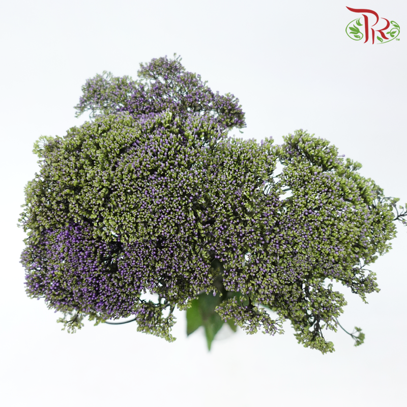 Trachelium 《蓝花参》