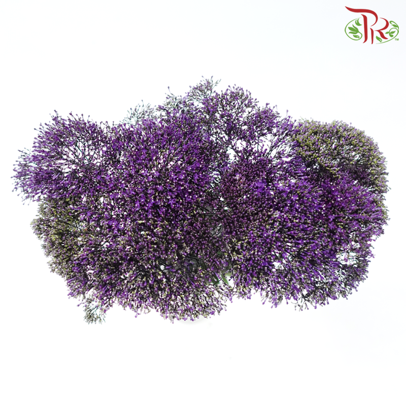 Trachelium 《蓝花参》