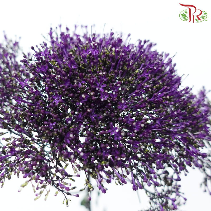 Trachelium 《蓝花参》