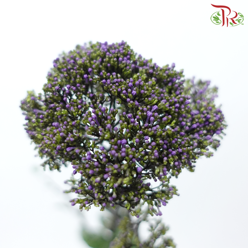 Trachelium 《蓝花参》