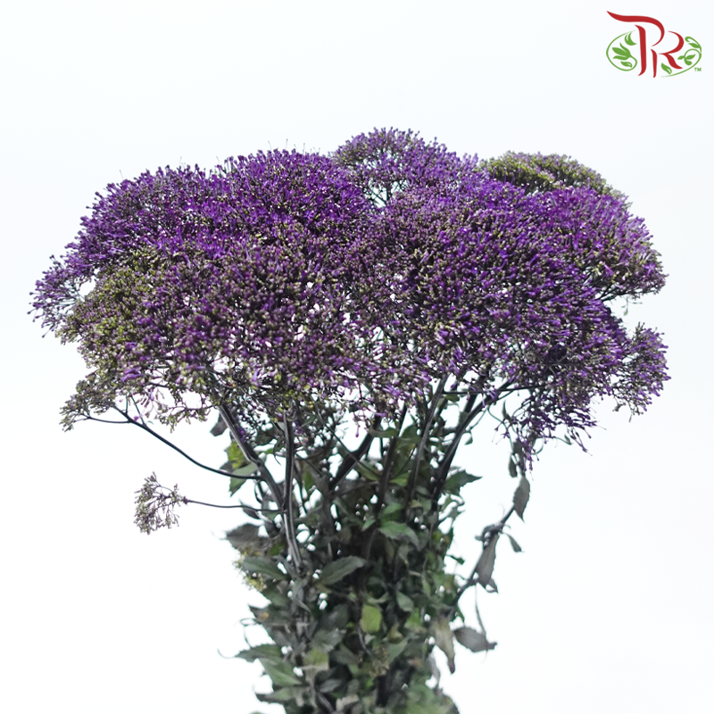 Trachelium 《蓝花参》