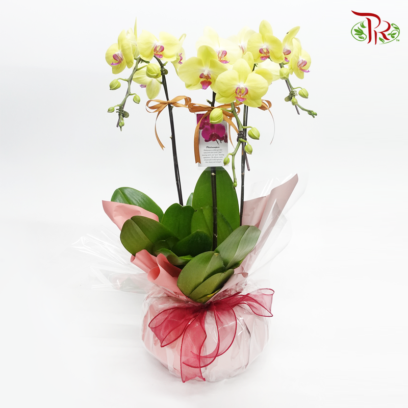 Tri- Phalaenopsis Orchid Pot Arrangement - Pudu Ria Florist