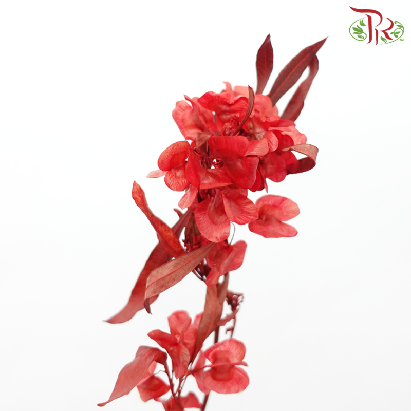 Dried Triangular Prism