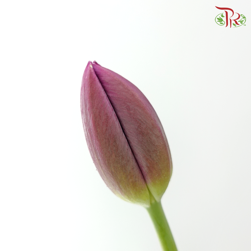 Tulip