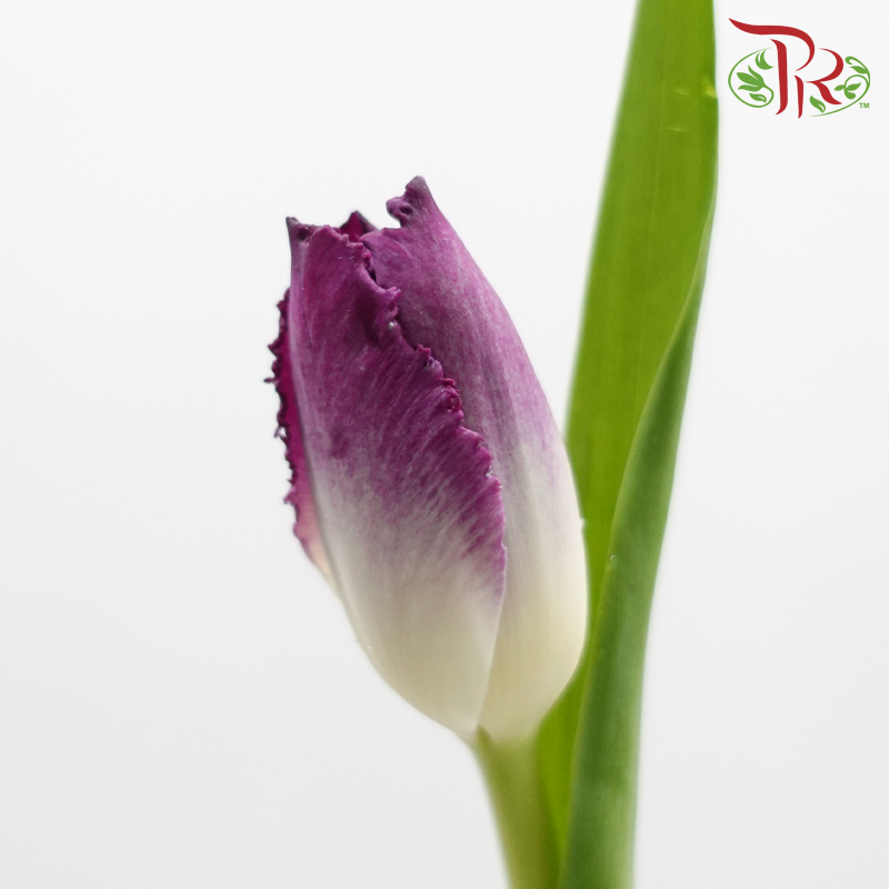 Tulip 《郁金香》