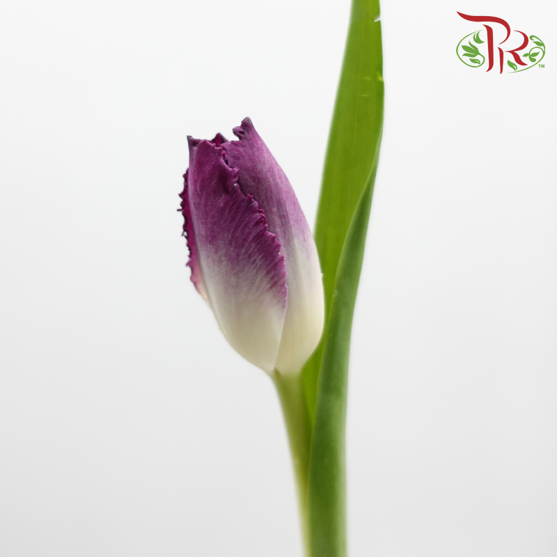 Tulip 《郁金香》