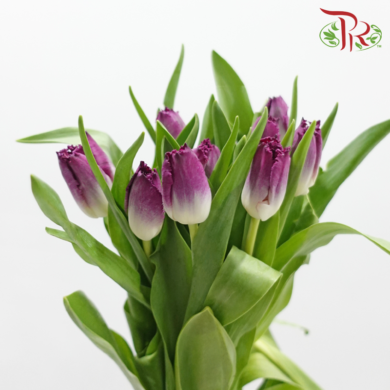 Tulip 《郁金香》