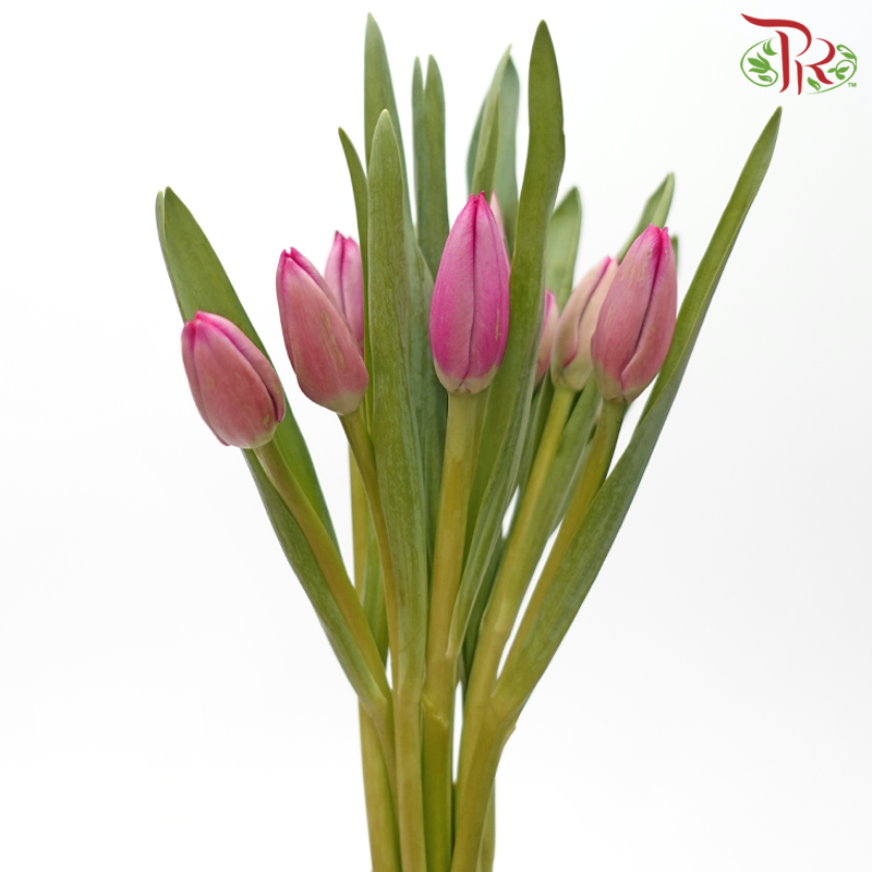 Tulip 《郁金香》