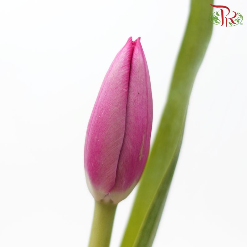 Tulip 《郁金香》