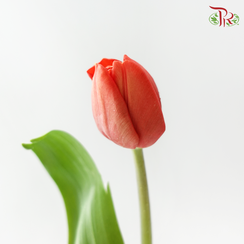 Tulip
