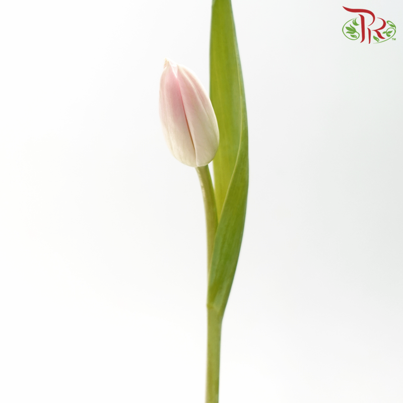 Tulip 《郁金香》
