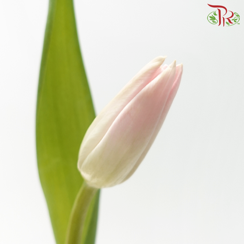 Tulip 《郁金香》