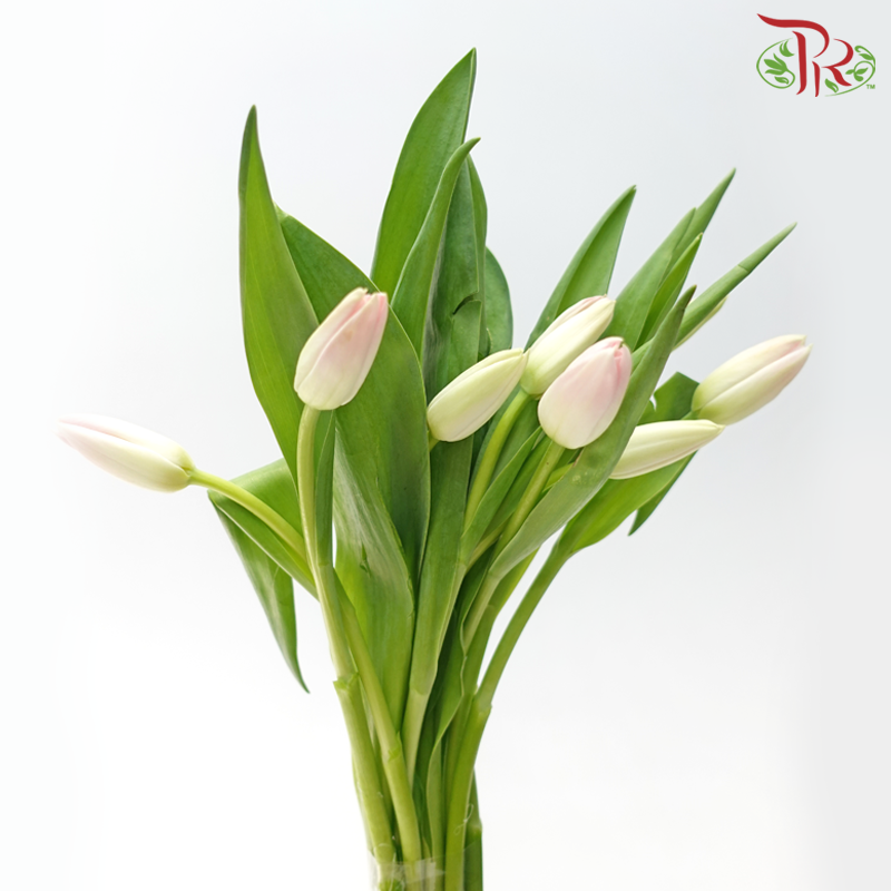 Tulip 《郁金香》