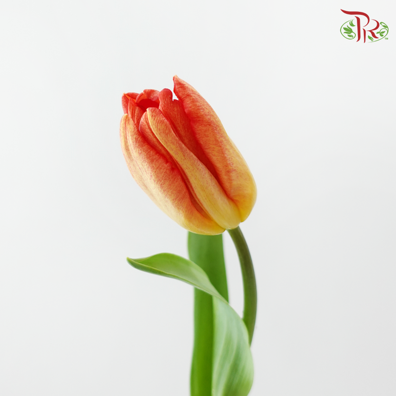 Tulip