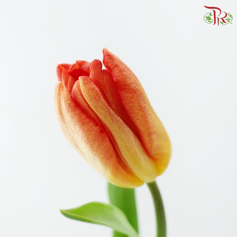 Tulip