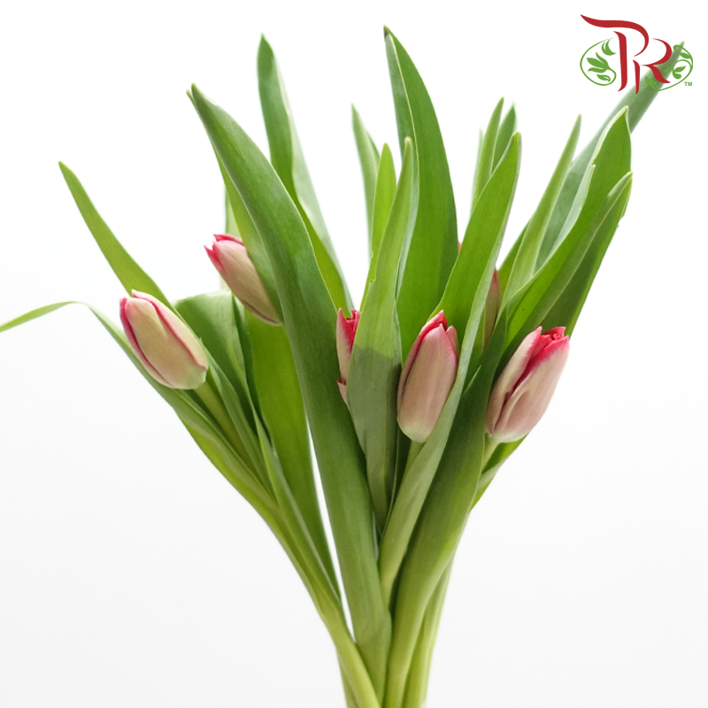 Tulip 《郁金香》