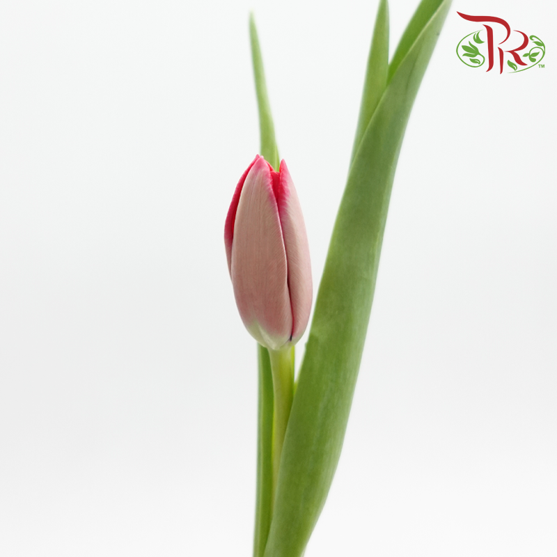 Tulip 《郁金香》