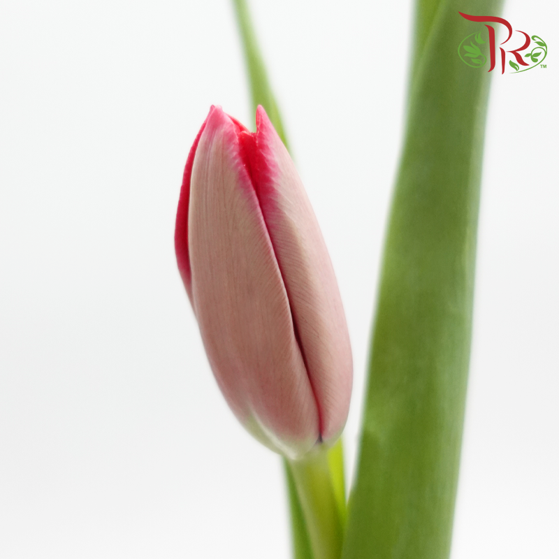 Tulip 《郁金香》