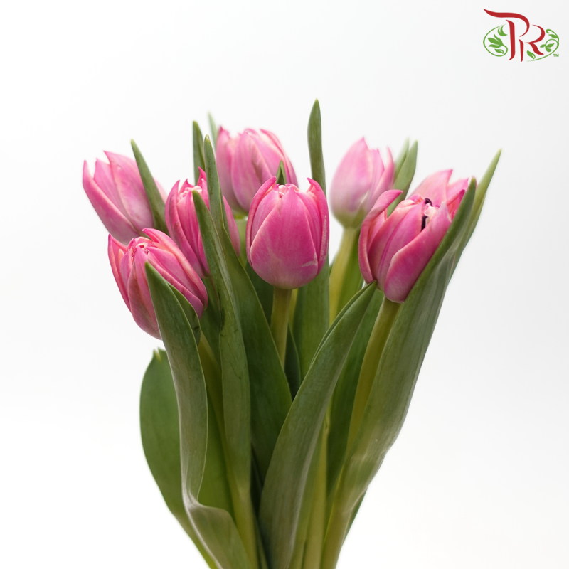 Tulip 《郁金香》