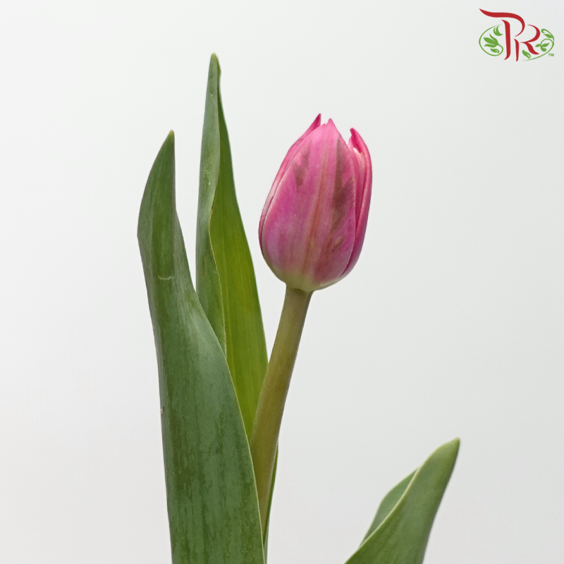 Tulip 《郁金香》