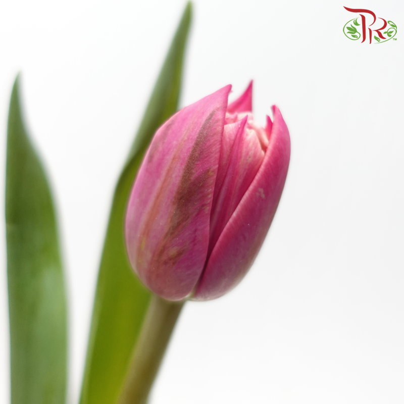 Tulip 《郁金香》