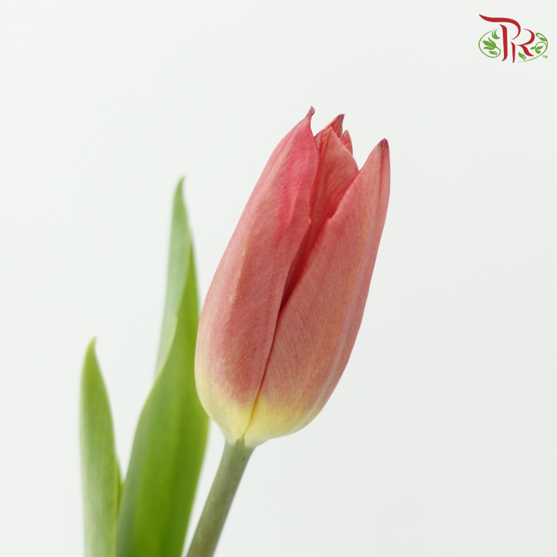 Tulip