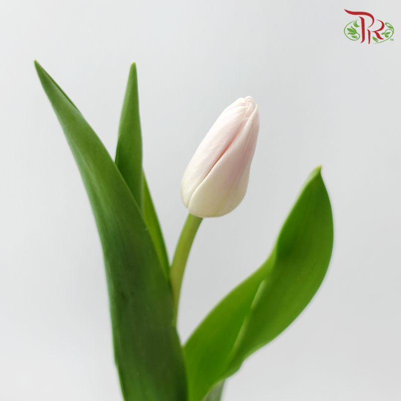 Tulip
