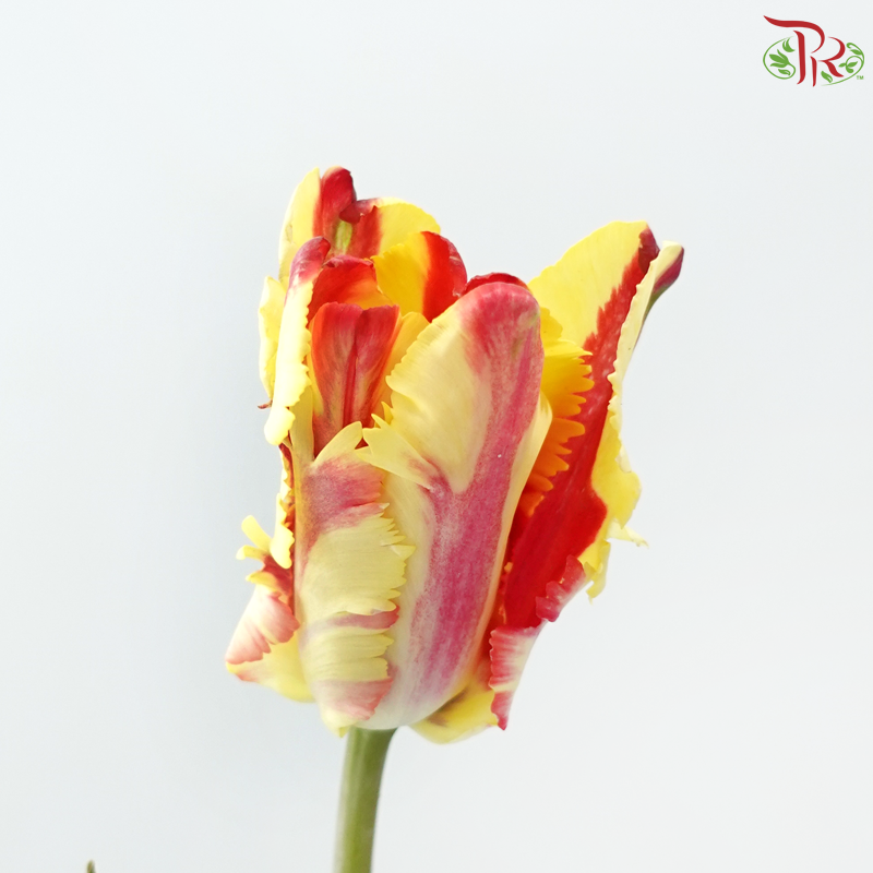Tulip