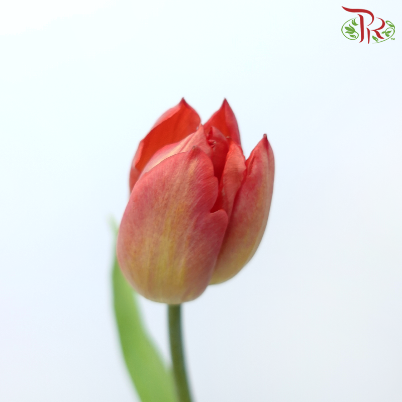Tulip