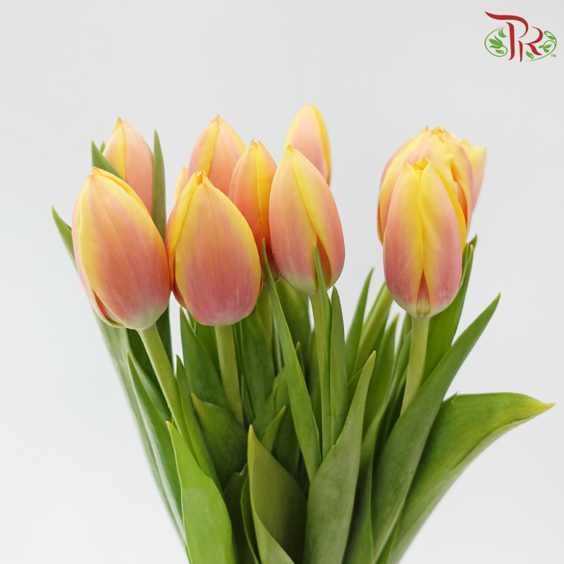 Tulip