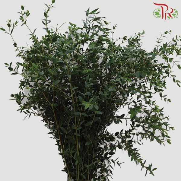 Eucalyptus Parvifolia (300-350Gram) - Pudu Ria Florist