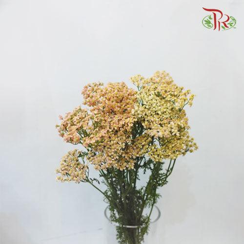 Achillea / Yarrow - Light Brown (5 Stems) - Pudu Ria Florist