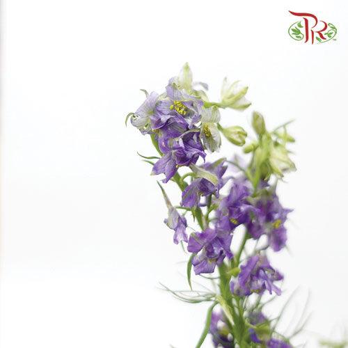 Delphinium Mini - Purple (5 Stems) - Pudu Ria Florist