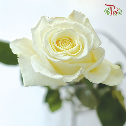 Ceres Rose - Escimo (25 Stems) - Pudu Ria Florist