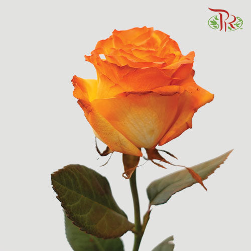 Ceres Rose - Mix Halloween 2 (10 Stems) - Pudu Ria Florist