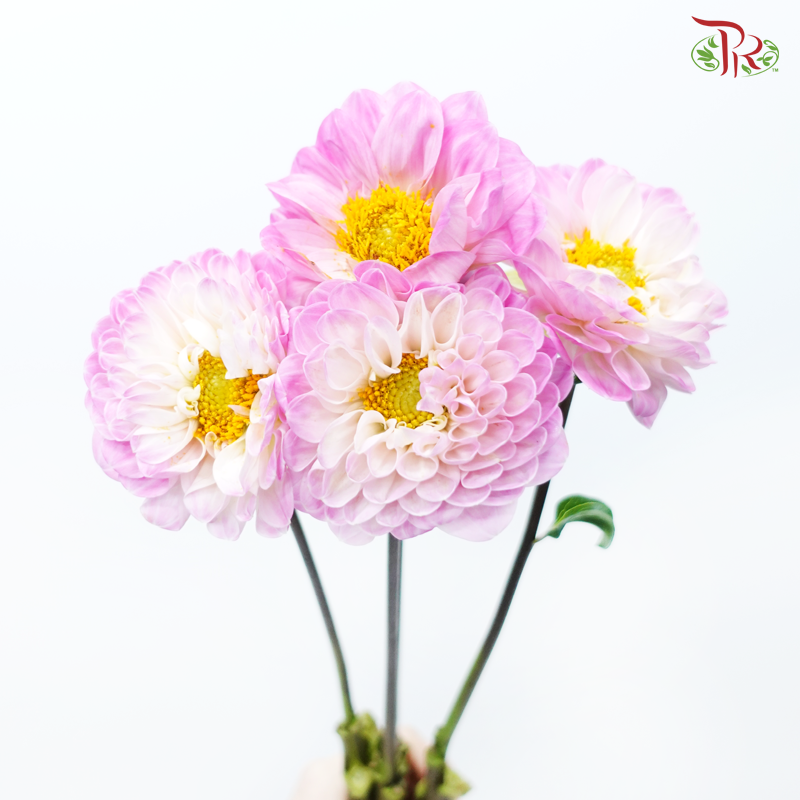 Dahlia Hybrida 《大丽花》