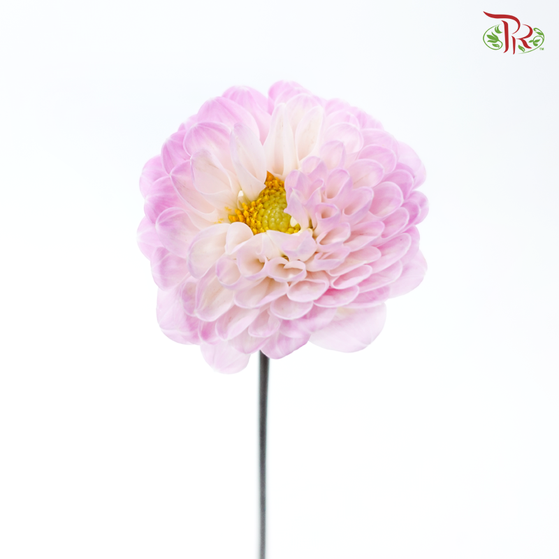 Dahlia Hybrida 《大丽花》