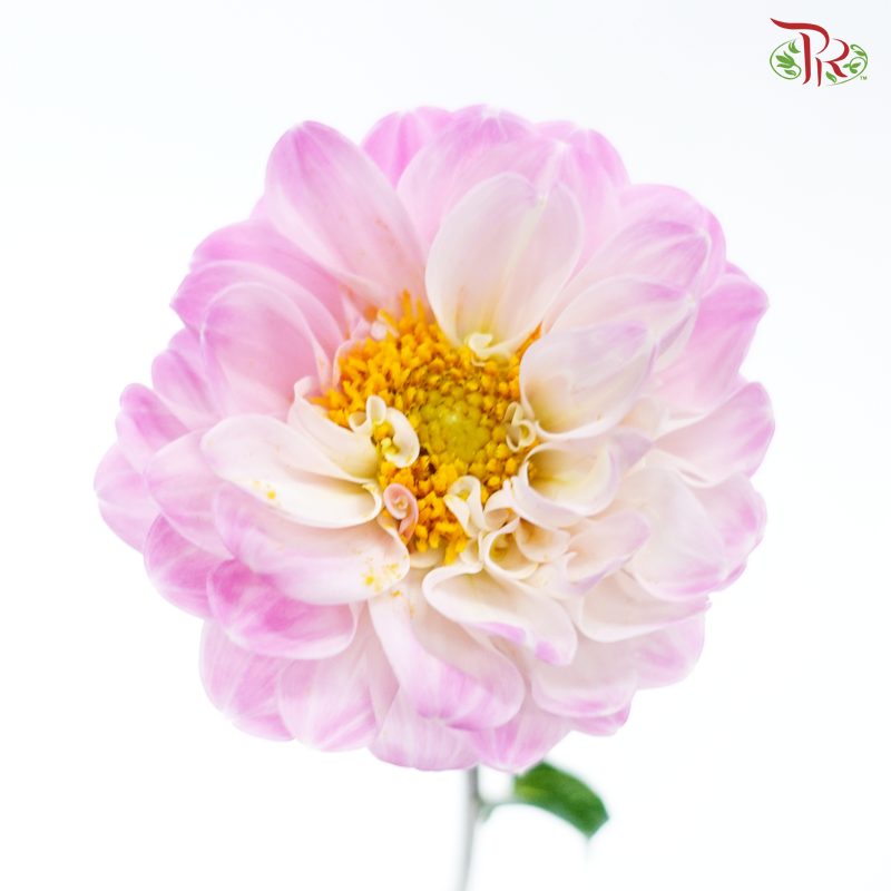 Dahlia Hybrida 《大丽花》
