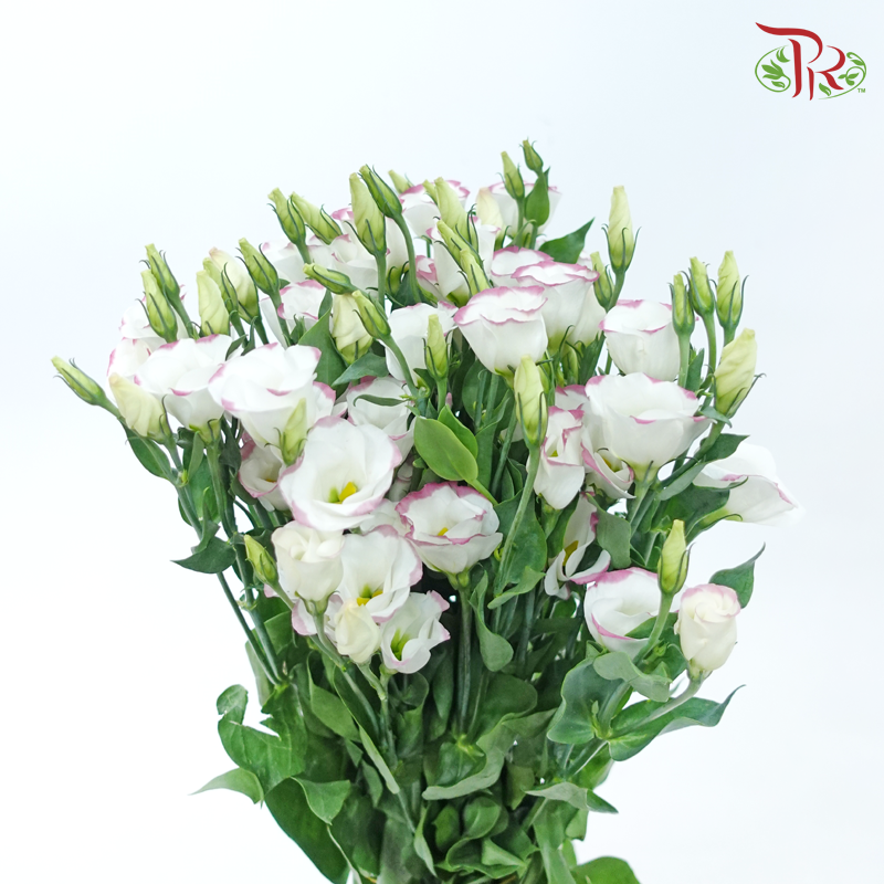 Eustoma《洋桔梗》