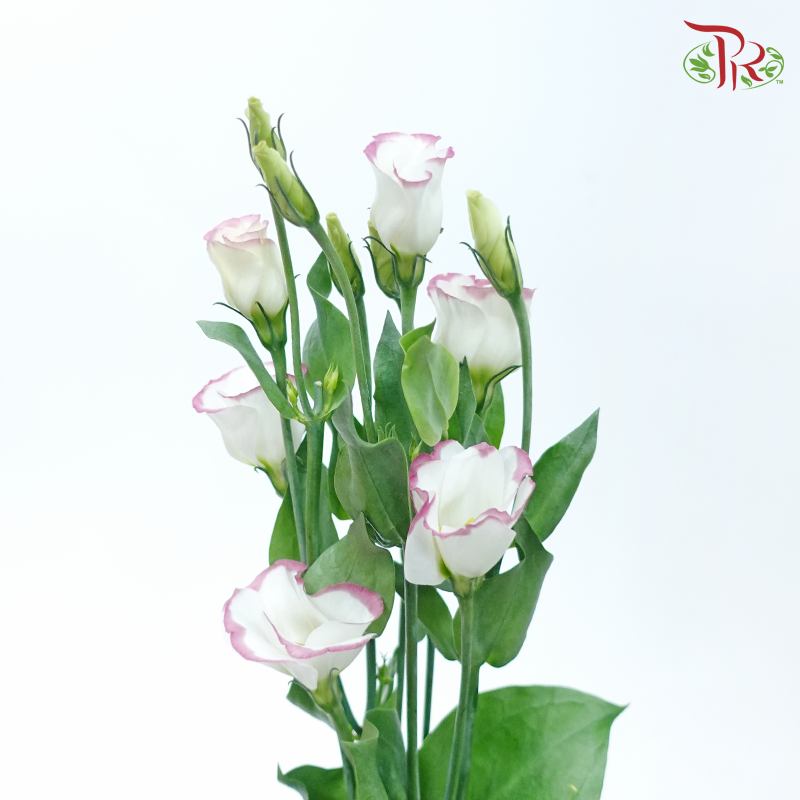 Eustoma《洋桔梗》