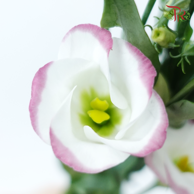 Eustoma《洋桔梗》