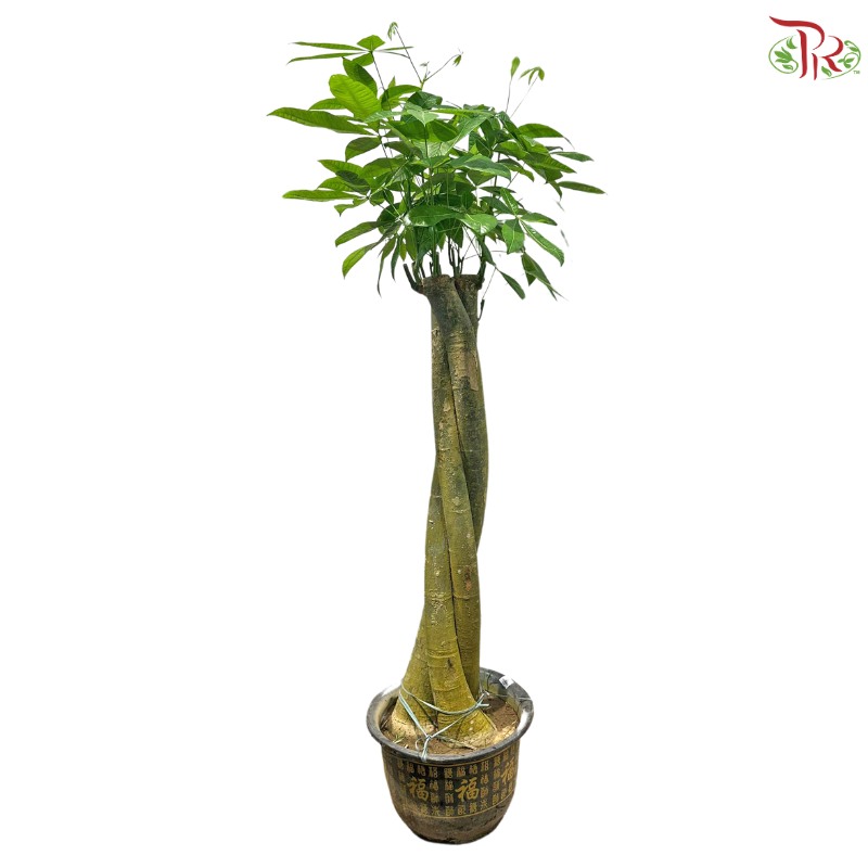 Pachira Aquatica 5'OH《发财树》