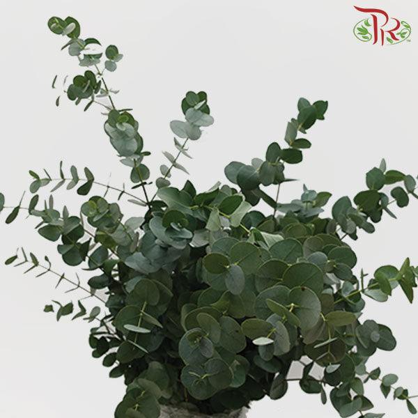 Eucalyptus Cineria - (200-300 Gram) - Pudu Ria Florist