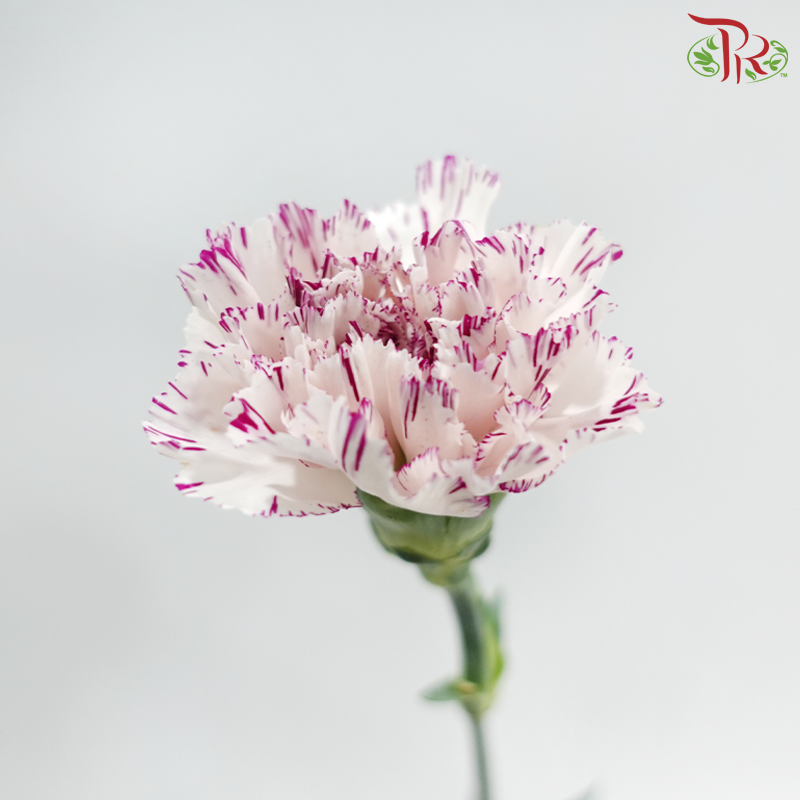 Carnation《康乃馨》