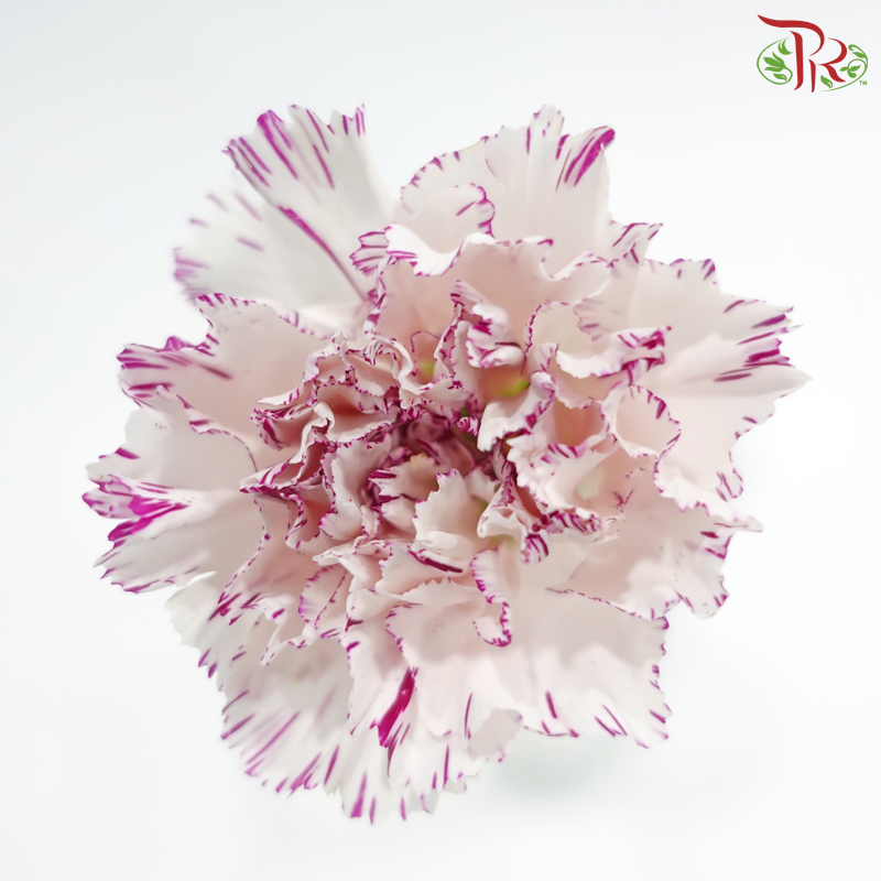 Carnation《康乃馨》