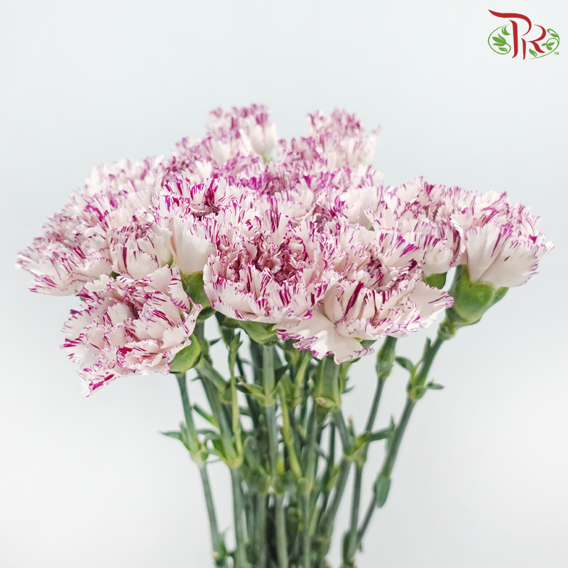 Carnation《康乃馨》