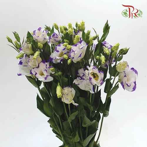 Eustoma - Solo Blue Picotee (10 Stems) - Pudu Ria Florist
