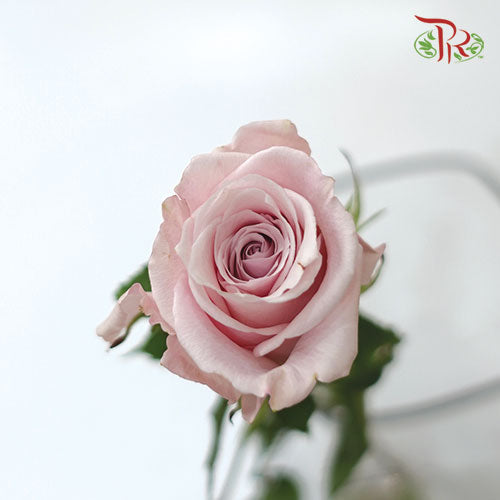 F’tina Rose - Sweet Escimo (25 Stems) - Pudu Ria Florist