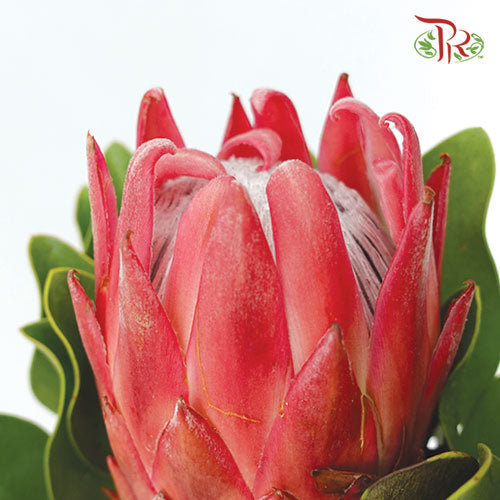 Protea Red Rex - (Per Stem) - Pudu Ria Florist