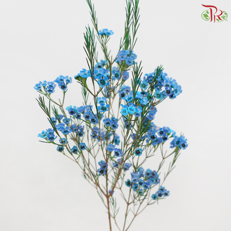 Wax Flower 《蜡花》